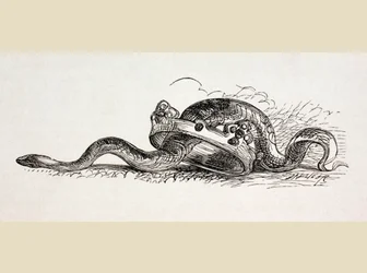 A Snake Slithers Through a Royal Crown